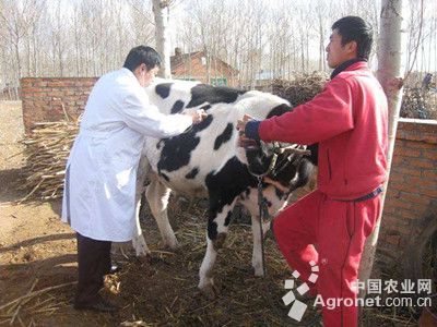 1、奶牛各階段飼料配方
