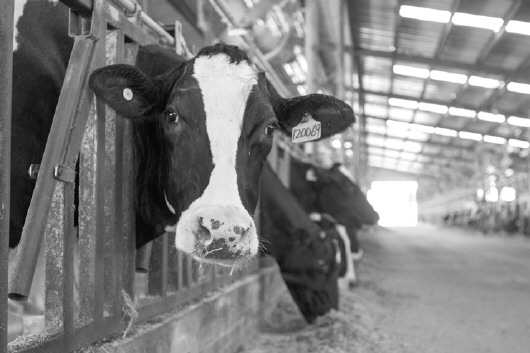 1、奶牛各階段飼料配方